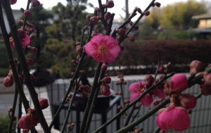 First Plum blossom of the year in our garden