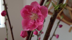 Peach blossom in full bloom