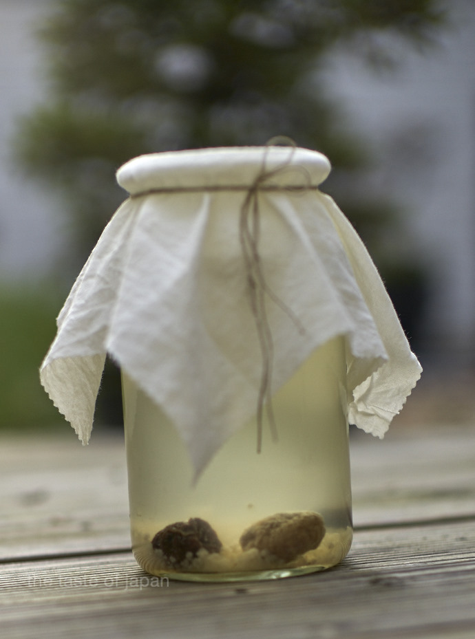 Fermenting water kefir