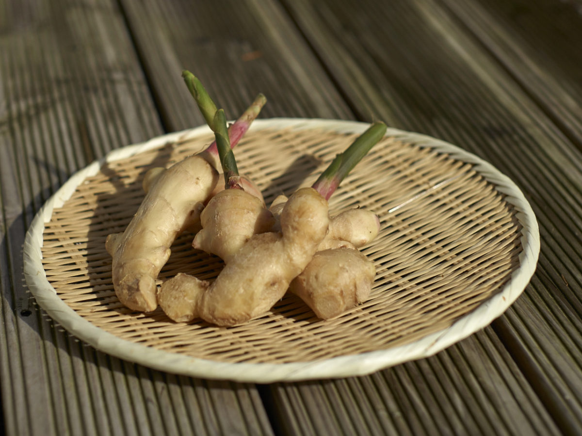 Growing Young Ginger @ Home